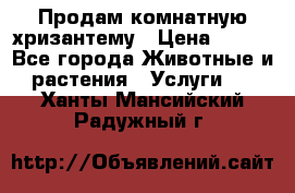 Продам комнатную хризантему › Цена ­ 250 - Все города Животные и растения » Услуги   . Ханты-Мансийский,Радужный г.
